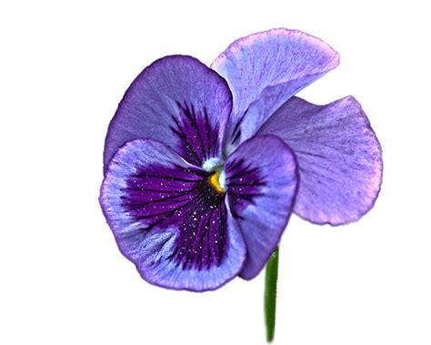 Pansy Violet Purple Flower Pansy Png Download 600480 Free