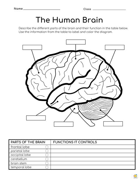 Brain Label Worksheets