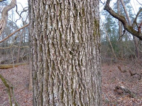 Red Oak Tree Bark Identification