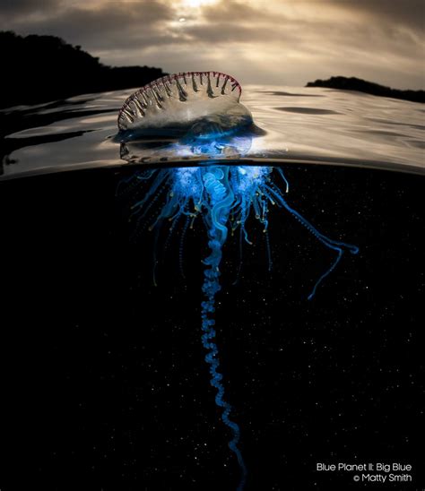 Portuguese man o war contrary to popular belief, the portuguese man o war is not a jellyfish but belongs to an order of creatures known as siphonophores. Portuguese Man-o-War: The Portuguese Man-o-War is a ...