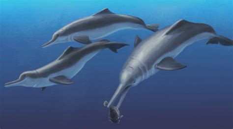 Smithsonian Insider Fossil Specimen Reveals A New Species Of Ancient River Dolphin