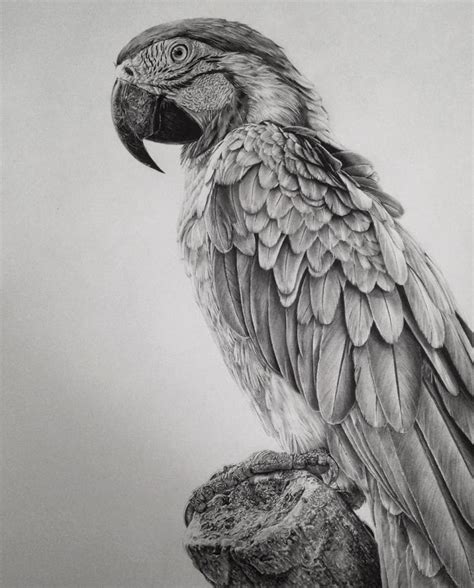 Graphite Drawing Realistic