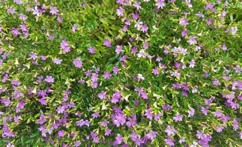 How To Grow Mexican Heather 3 New Steps Krostrade Uk