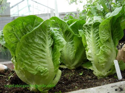 How To Grow Lettuce Tips Instructions And Pictures For