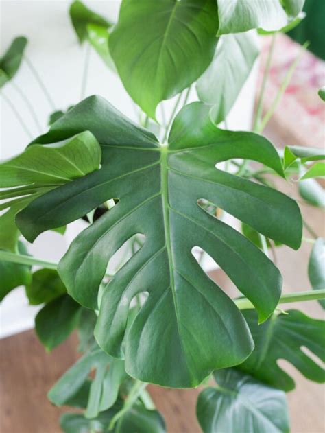5 Big Leaf Plants You Need Paisley Plants