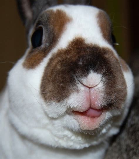 19 Bunnies Sticking Their Tongues Out Funcage