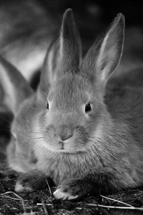 Hey, so i have decided to put out my random thought i get. Bunny Rabbit Free Stock Photo - Public Domain Pictures
