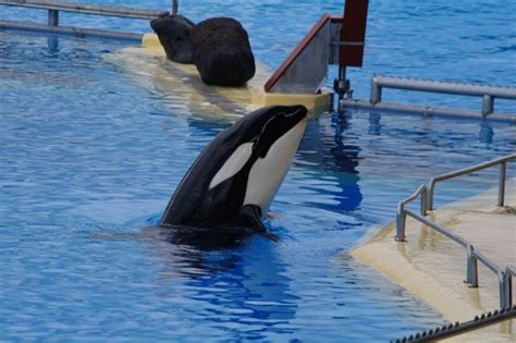 An Update On Morgan Orca Orcas In Captivity Sea World