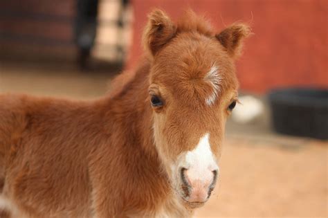 50 Best Ideas For Coloring Mini Horses For Adoption