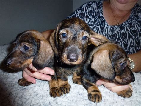 Wire haired dachshund breed guide. Mini Wire Haired Dachshund Puppies for sale | Rugby ...