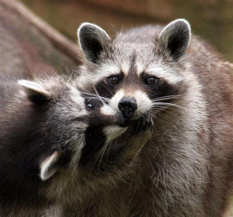 Kiss Raccoons Kissing Taken At Perranporth Zoon Near Newqauy