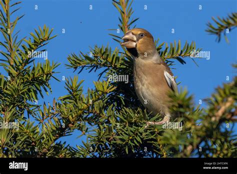 Hawfinch Female Hi Res Stock Photography And Images Alamy