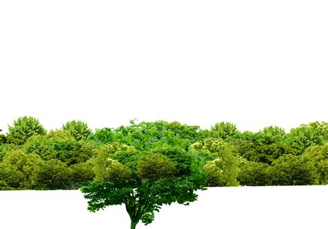Green Forest Tree Png File Png Mart