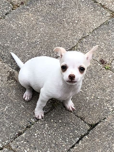 Animalssale found 11 chihuahua for sale in michigan, which meet your criteria. Chihuahua Puppies For Sale | Clinton Township, MI #283468