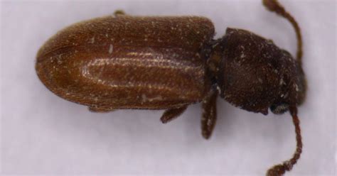 Warm the container to at least 70 degrees, but not hotter than 100 degrees. Foreign Grain Beetles in New Construction