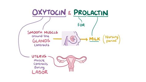 oxytocin and prolactin video anatomy and definition osmosis