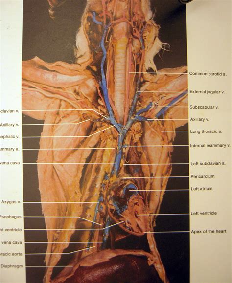 Anatomy Label Major Arteries And Veins Image Result For Wire Model Of
