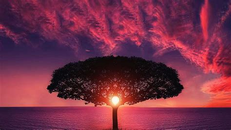 Tree Sunset And Purple Sky Wallpaper Nature And