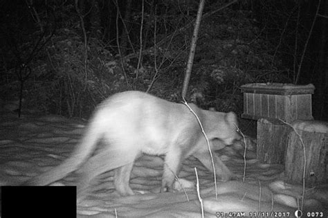 Cougar Sighting Confirmed On Wisconsin Trail Cam Cbs Minnesota