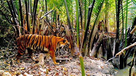 Awesome How Likely Is It To See Tigers In Sundarbans National Park