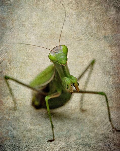 Mantis Insect Female Green Praying Nature Bugs Animal Arthropod