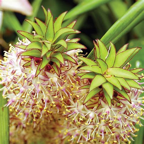 Jun 29, 2020 · passion flower plants need a soil ph balance that is in the neutral range and can be anywhere from 6.1 to 7.5. How to Grow Pineapple Lilies in Your Garden - Plant ...
