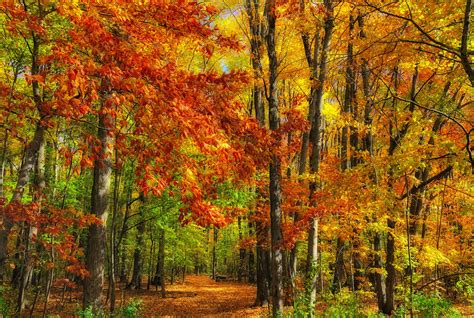 Золотая осень (65 фото) Фото красивой осени. Золотые листья