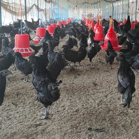Black Fresh Kadaknath Chicken At Best Price In Kharagpur Sabang Agro Export Pvt Ltd