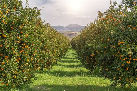 Orange Field Stock Photos Pictures And Royalty Free Images Istock