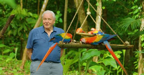 David Attenboroughs New Documentary Life In Colour Reveals How Animals