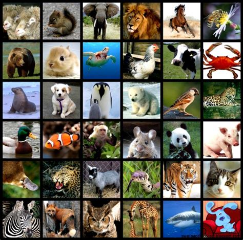 All Types Of Animals Wallpapers Collection