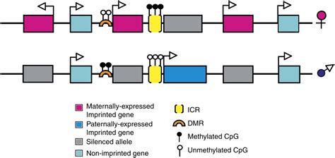 Genomic Imprinting Employing And Avoiding Epigenetic Processes