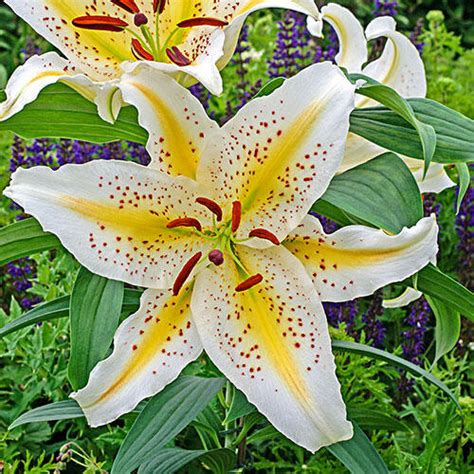 Gold Band Oriental Lily Brecks Premium Bulbs