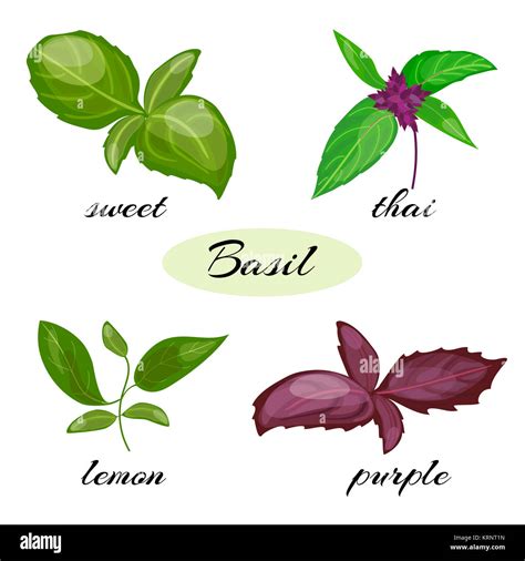 Set Of Basil Leaves Different Types Of Basil Stock Photo Alamy