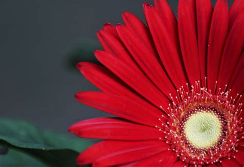 Red Gerbera Daisy Free Stock Photo Public Domain Pictures