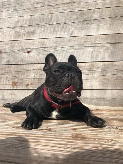 French bulldogs are a smaller dog, bred to enjoy being by their owners side. Do French Bulldogs Drool A Lot? - French Bulldog Secrets Blog