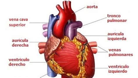 El CorazÓn Y Sus Partes Heart Anatomy Human Heart Heart Pictures