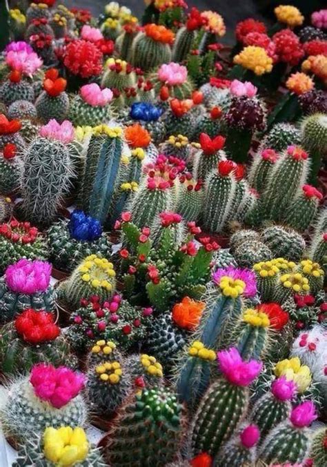 blooming cactus flowers xcitefunnet