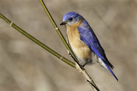 10 Cool Facts Of Eastern Bluebird Charismatic Planet