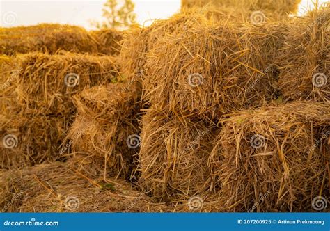 Dry Straw Bale Pile Of Stacked Yellow Straw Bales Haystack In Farm
