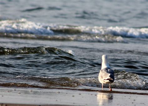 Free Images Beach Sea Coast Ocean Shore Seabird Seagull Gull