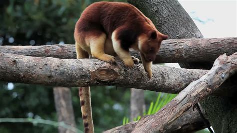Watch Absurd Creatures Silly Tree Kangaroo Youre Not Supposed To Be