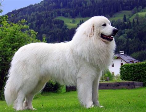 Pyrenean Mountain Dog Gorgeous Dog