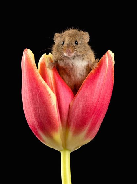 Macro Photography Series Captures Tiny Harvest Mice Playing In Tulips