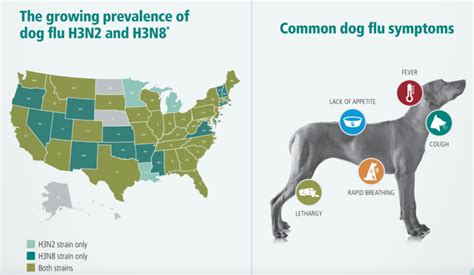 Canine Influenza Outbreak Pawsh Place Veterinary Center And Boutique