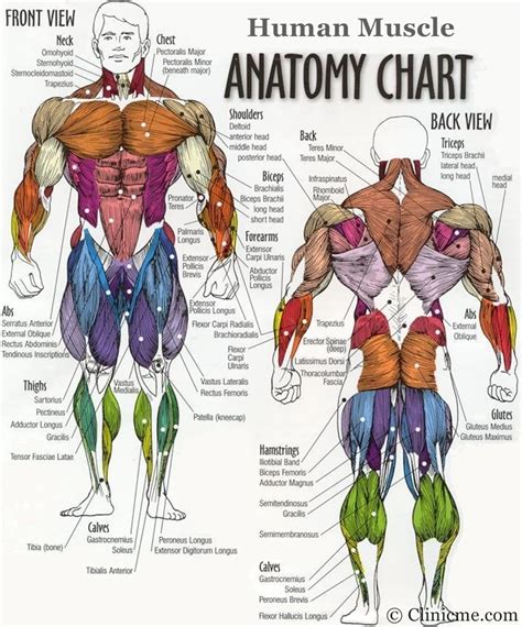 Diagram Of Body Muscles And Names Muscle Diagram Male