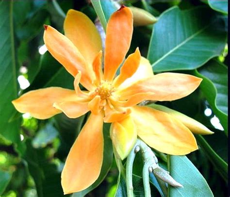 Semua orang pasti tahu bunga apalagi bagi kaum perempuan, pastinya bunga tanaman bunga adalah salah satu jenis makhluk hidup yang mempunyai bentuk yang cantik, dan juga sebagian. Fantastis 21+ Contoh Lukisan Bunga Cempaka - Gambar Bunga HD