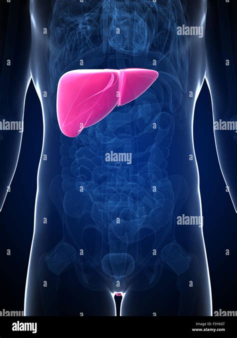 3d Rendered Illustration Of The Male Liver Stock Photo Alamy