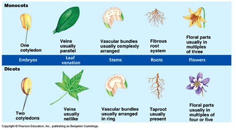Types Of Angiosperms