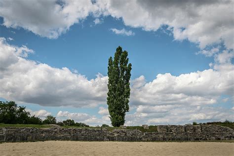 Fastigiate Black Poplar In Front Of Old Stone Wall And Dramatic Sky